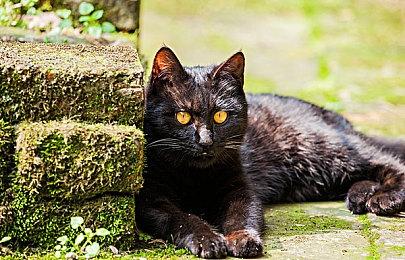 宫本茂在入职之前，任天堂就开始为他的作品申请专利了